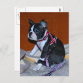 Carte Postale Boston Terrier Welpe (Devant / Derrière)