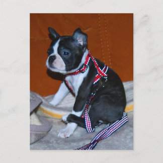 Carte Postale Boston Terrier Welpe
