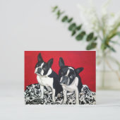 Carte Postale Boston Terriers (Debout devant)