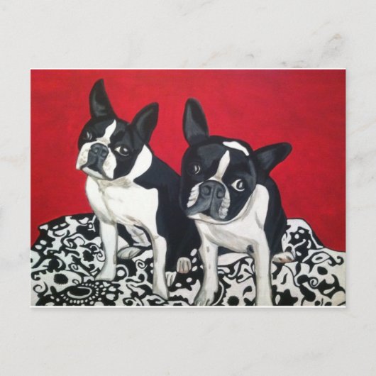 Carte Postale Boston Terriers (Devant)