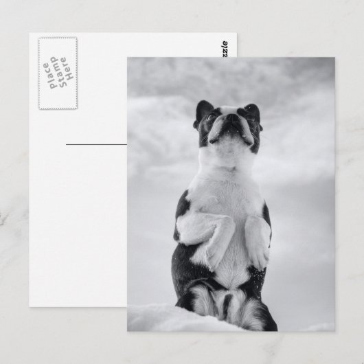 Carte Postale Boston Terrior prie (Devant / Derrière)