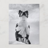 Carte Postale Boston Terrior prie (Devant)