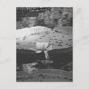 Carte Postale Botanique