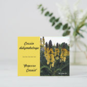 Carte Postale Botanique Cassia didymobotrya "Popcorn Cassia" (Debout devant)