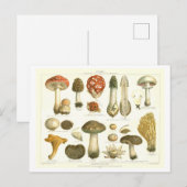 Carte postale botanique de champignons vintages (Devant / Derrière)