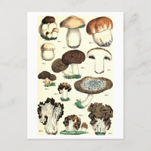 Carte postale botanique de champignons vintages