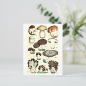 Carte postale botanique de champignons vintages (Debout devant)