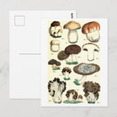 Carte postale botanique de champignons vintages (Devant / Derrière)