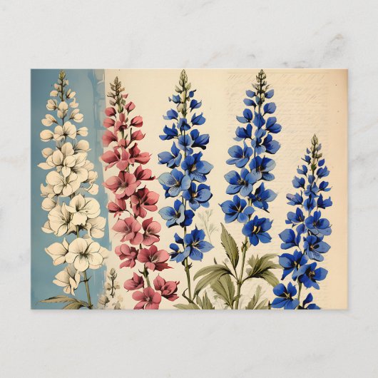 Carte Postale Botanique de Delphinium rustique (Devant)