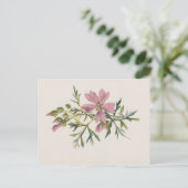 Carte postale botanique de moisissure rose (Hulme) (Debout devant)