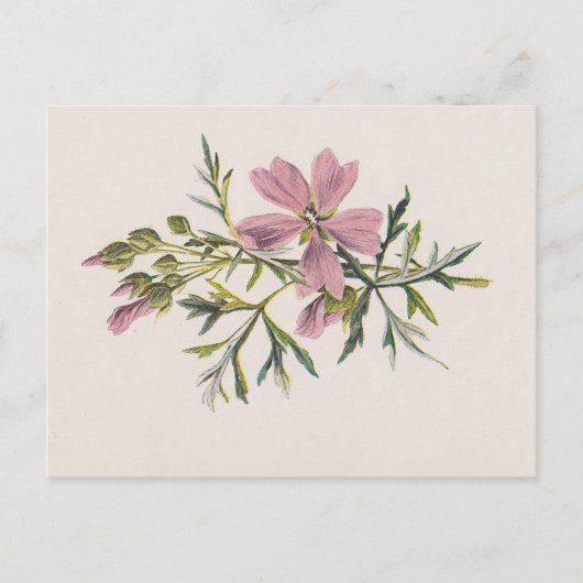 Carte postale botanique de moisissure rose (Hulme) (Devant)
