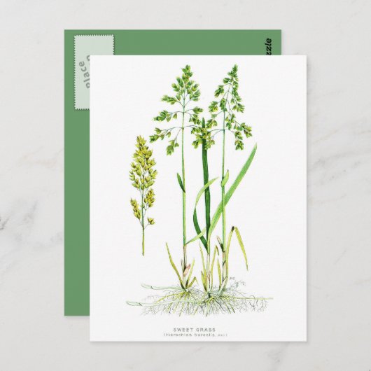 Carte Postale Botanique d'herbe douce (Devant / Derrière)