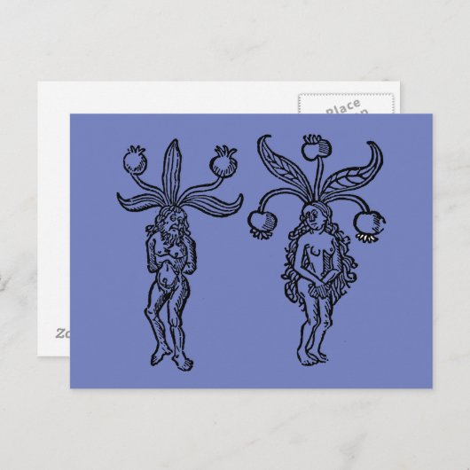 Carte Postale Botanique : Mandrake, 1476 (Devant / Derrière)