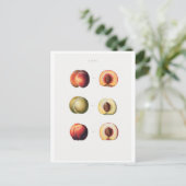 CARTE POSTALE BOTANIQUE REDOUTÉ (Debout devant)