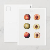 CARTE POSTALE BOTANIQUE REDOUTÉ (Devant / Derrière)