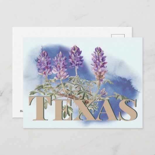 Carte Postale Botanique Texas Bluebonnet 2 (Devant / Derrière)