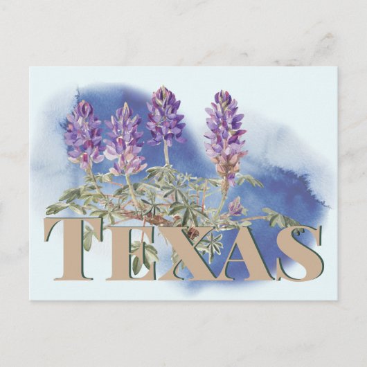 Carte Postale Botanique Texas Bluebonnet 2 (Devant)