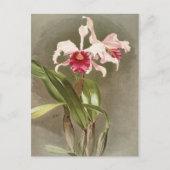 Carte Postale Botanique vintage (Devant)