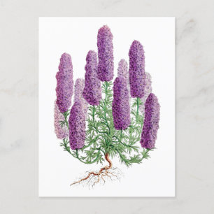 Carte postale botanique vintage de lupin pourpre