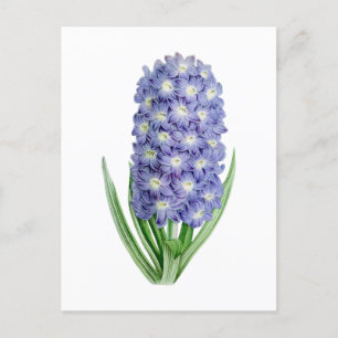 Carte postale botanique Vintage Hyacinth