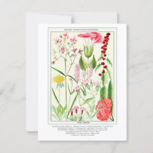 Carte Postale Botanique Vintage Rocky Mountain Fleurs sauvages