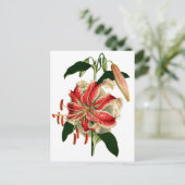 Carte Postale Botaniques antiques Lys rose et blanc (Debout devant)