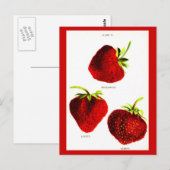 Carte postale - Botaniques-Fraises (Devant / Derrière)