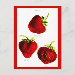 Carte postale - Botaniques-Fraises