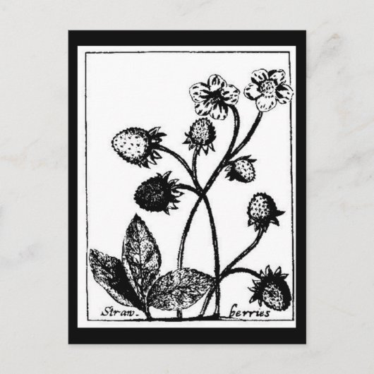 Carte postale - Botaniques-Fraises 3 (Devant)