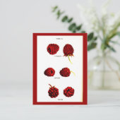 Carte postale - Botaniques-Framboises (Debout devant)