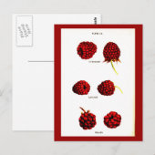 Carte postale - Botaniques-Framboises (Devant / Derrière)