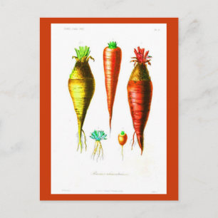 Carte postale - Botaniques - Légumes-racines