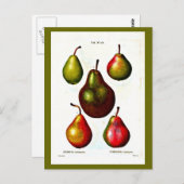 Carte postale-Botaniques-Pierre Joseph Redoute 11 (Devant / Derrière)