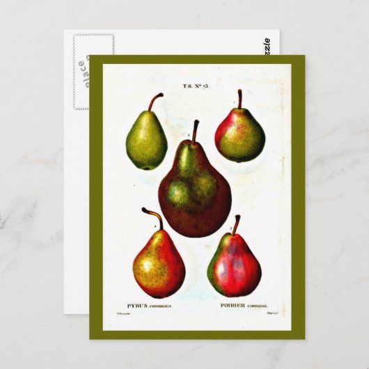 Carte postale-Botaniques-Pierre Joseph Redoute 11 (Devant / Derrière)