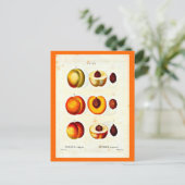 Carte postale-Botaniques-Pierre Joseph Redoute 17 (Debout devant)