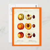 Carte postale-Botaniques-Pierre Joseph Redoute 17 (Devant / Derrière)