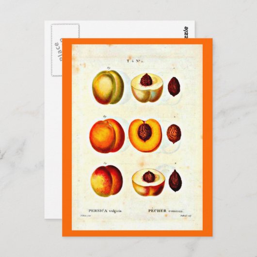 Carte postale-Botaniques-Pierre Joseph Redoute 17 (Devant / Derrière)