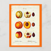 Carte postale-Botaniques-Pierre Joseph Redoute 17 (Devant)