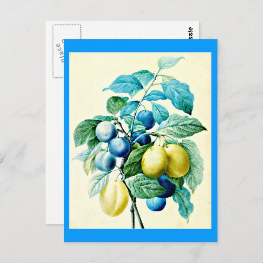 Carte postale-Botaniques-Pierre Joseph Redoute 21 (Devant / Derrière)