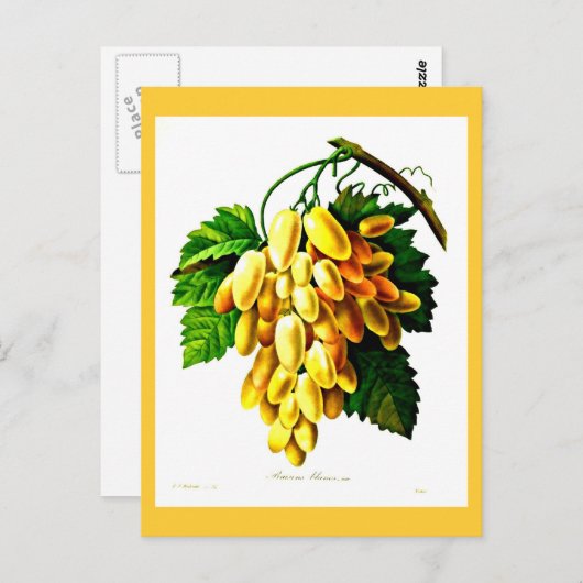 Carte postale - Botaniques-Pierre Joseph Redoute 3 (Devant / Derrière)