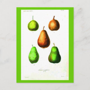 Carte postale - Botaniques-Poires 2