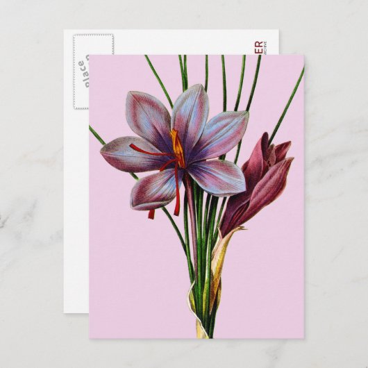 Carte Postale Botany : (Devant / Derrière)