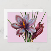 Carte Postale Botany : (Devant / Derrière)