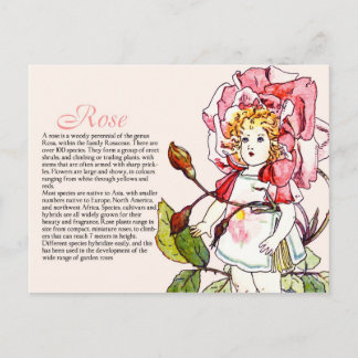 Carte Postale Botany Collector Rose Vintage Info Plante fille