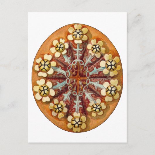 Carte Postale Botrylloides purpureus, Ernst Haeckel Fine Art (Devant)