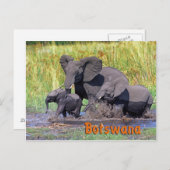 Carte Postale Botswana (Devant / Derrière)