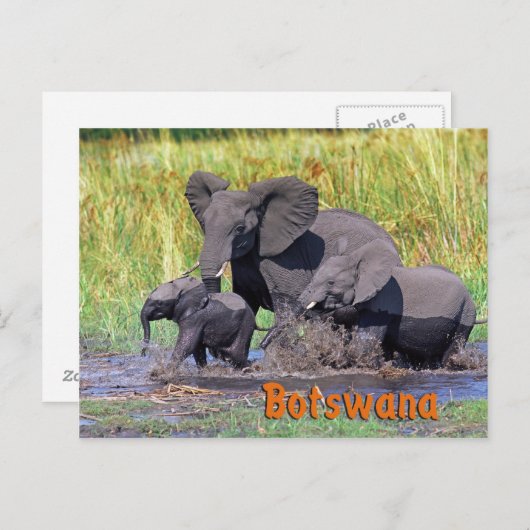 Carte Postale Botswana (Devant / Derrière)