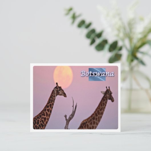 Carte Postale Botswana - (Debout devant)