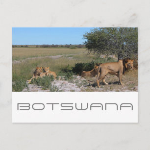 Carte Postale Botswana Centre Kalahari Lions Savannah Voyage