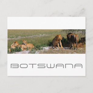 Carte Postale Botswana Centre Kalahari Lions Savannah Voyage